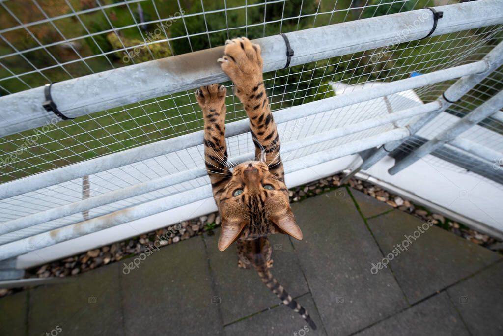 Rete di sicurezza su balcone con gatto affacciato
